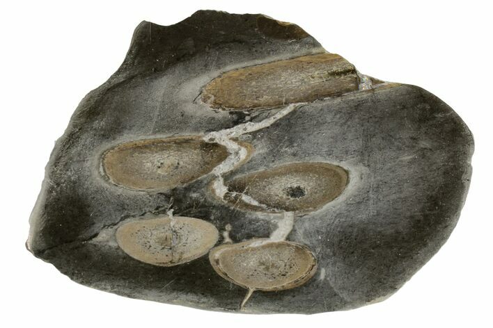 Fossil Plesiosaurus Bones in Cross-Section - England #171169